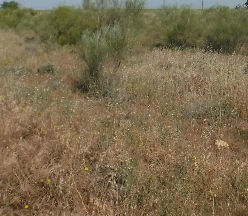 Rural land for sale in PLUTO, imagen 2