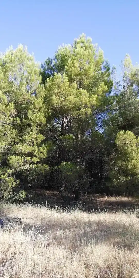 Land for sale in La Peraleja  
