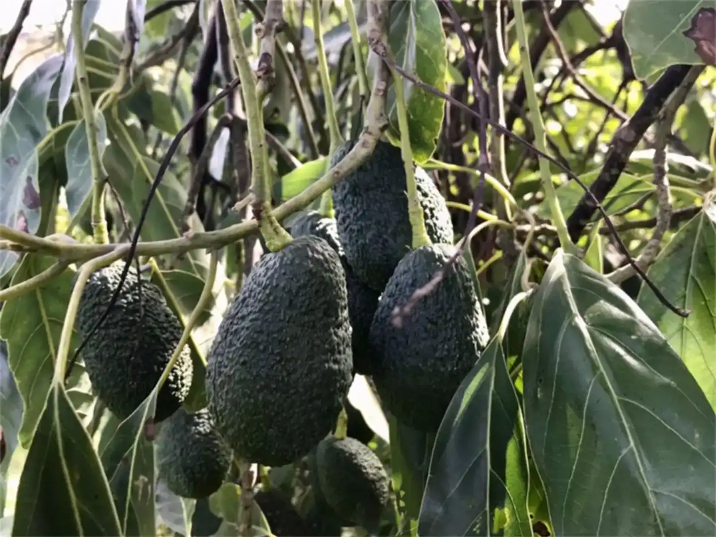 Jardí de Finca rústica en venda en Estepona amb Aire condicionat