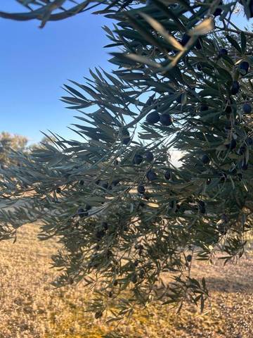 Terreno en Venta en JV-3054 en Begíjar