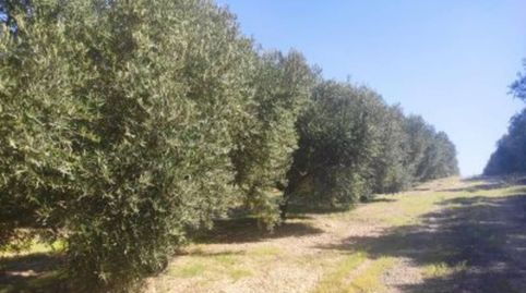 OLIVAR MARTEÑO 8X4, immagine 3