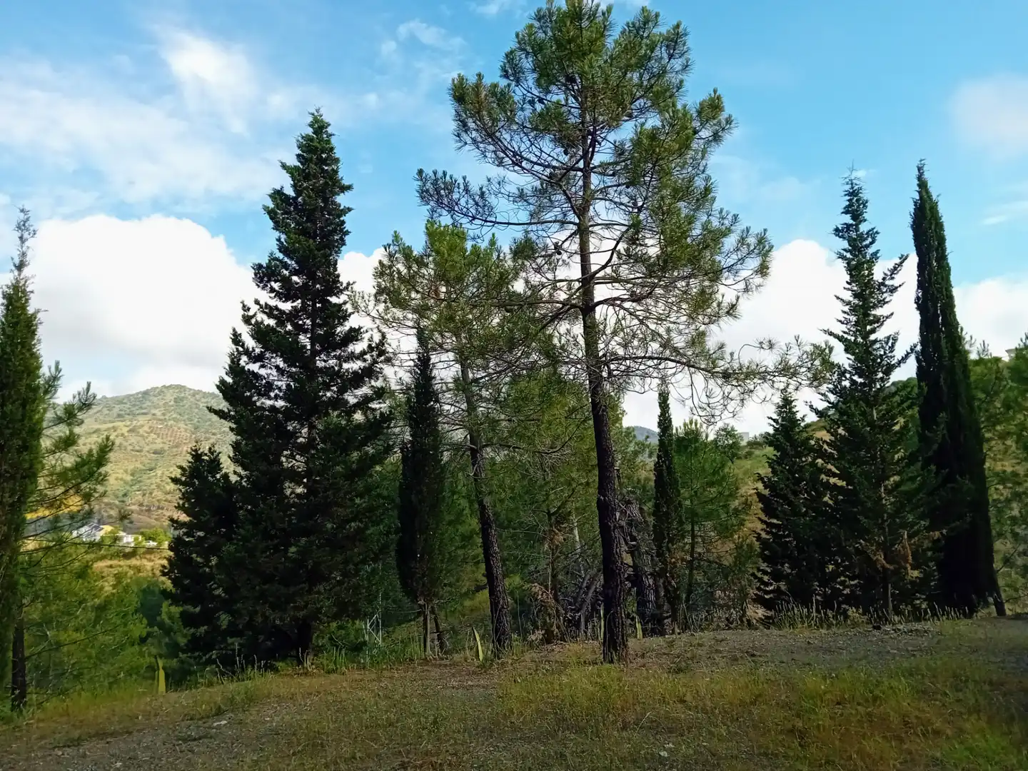 Terreno rustico in vendita a Monda, imagen 4