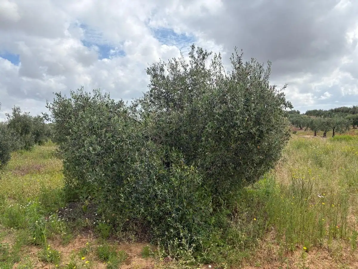Finca rústica en venta en Bollullos Par del Condado