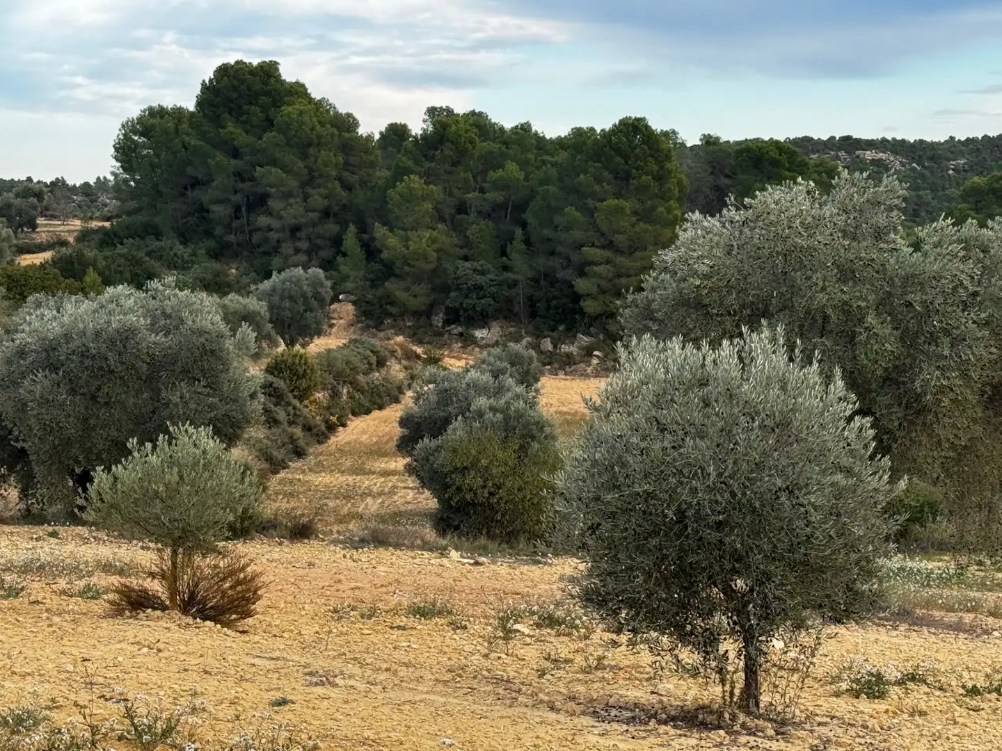 Grundstücke zum Verkauf in Mazaleón