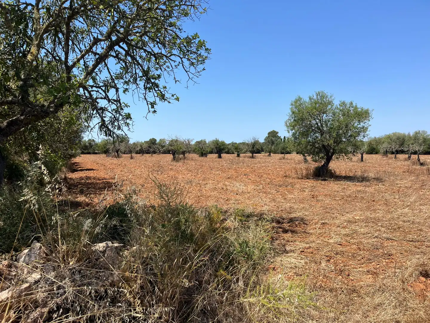 Rustikales Grundstück zum Verkauf in Llucmajor pueblo, imagen 3
