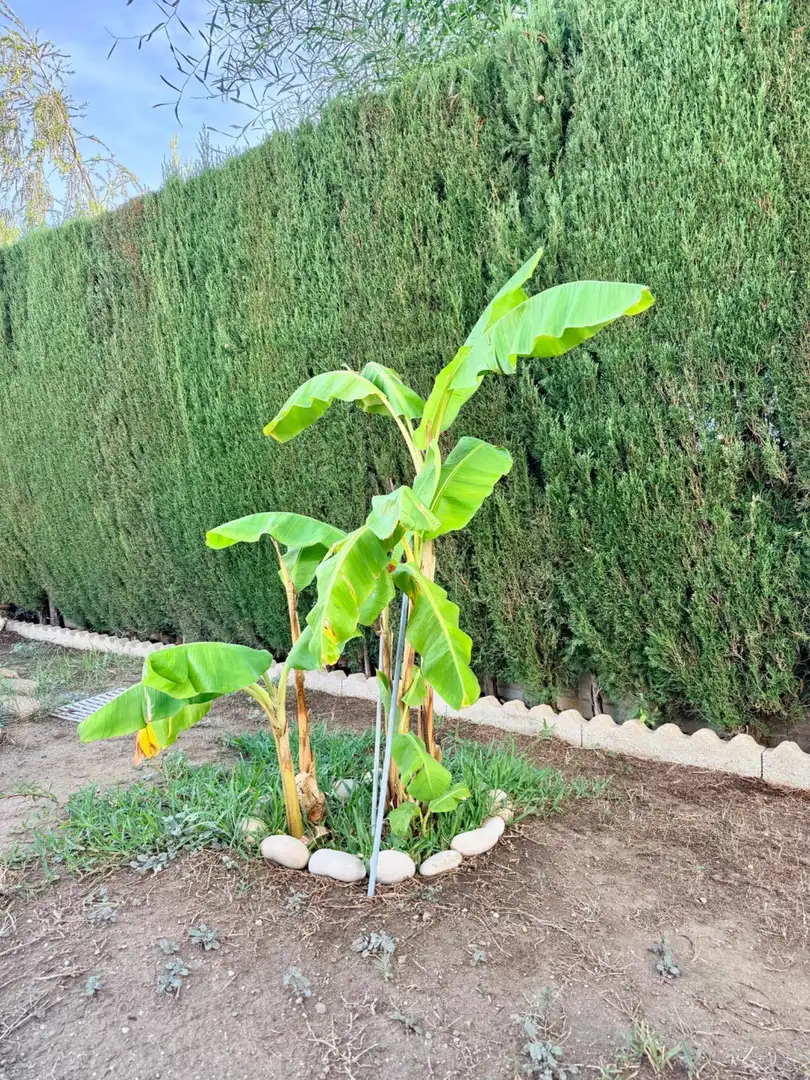 Jardín de Casa o chalet en venta en Gelves, Sevilla