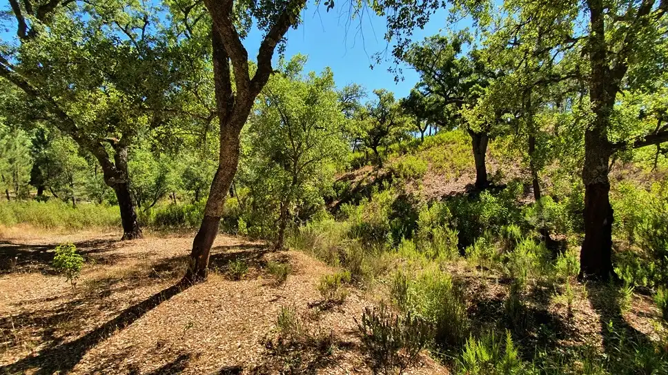 Terreni e lotti in vendita a Galaroza, imagen 7