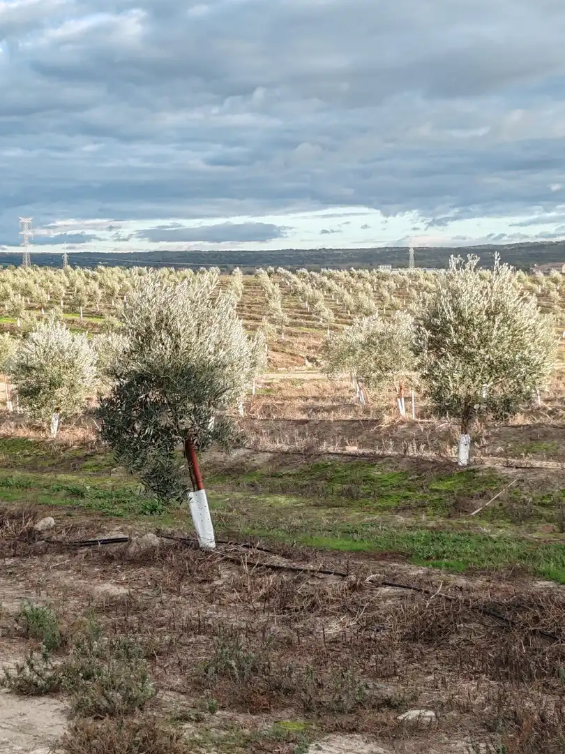 Terreni e lotti in vendita a Navalmoral de la Mata, imagen 5