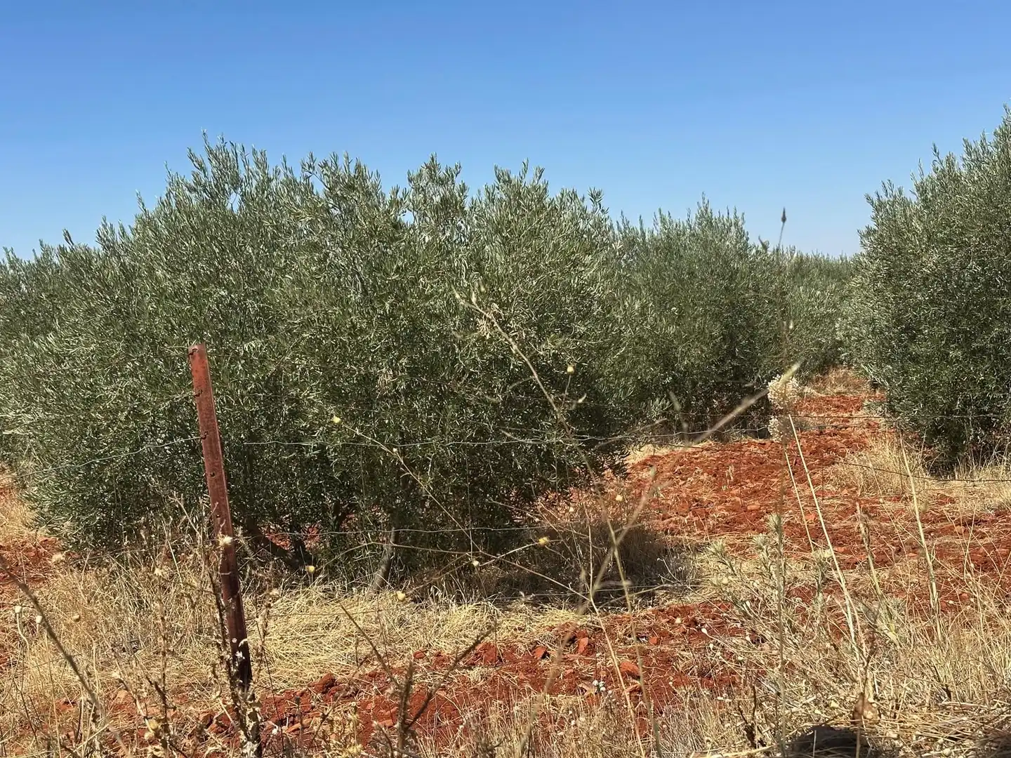 Rural land for sale in Carretera Valdepeñas-Ciudad Real, imagen 28