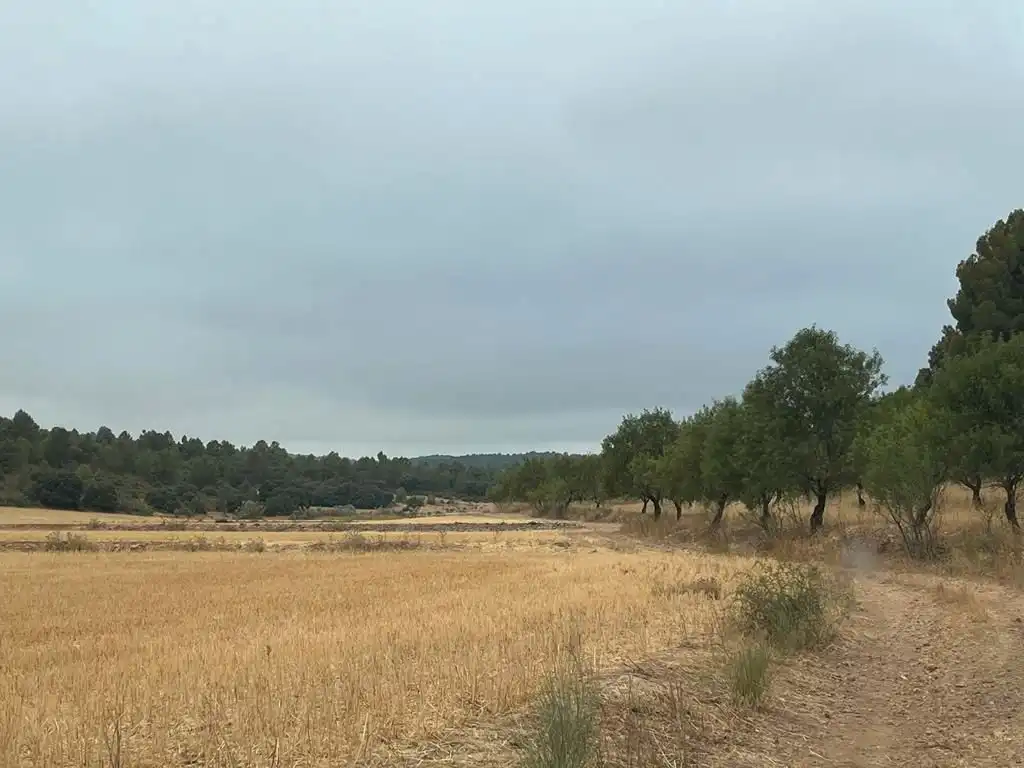 Grundstücke zum Verkauf in Peñas de San Pedro
