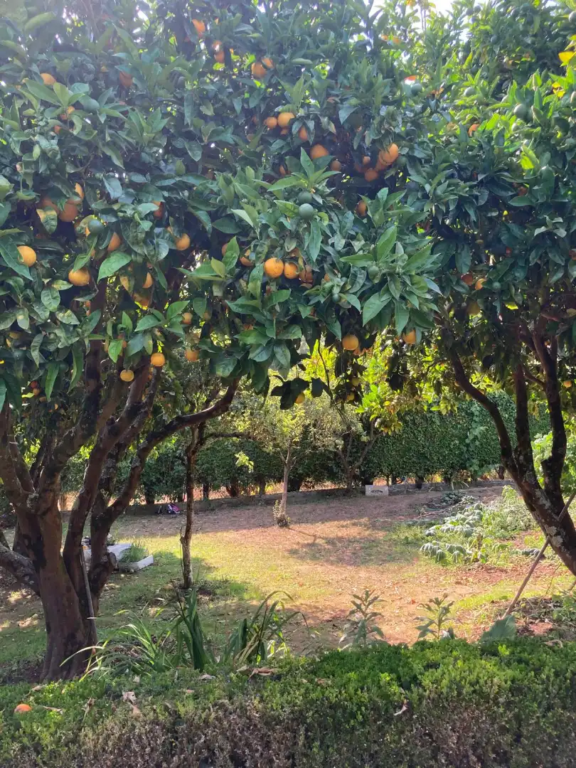 Jardí de Casa o xalet en venda en Dorneda