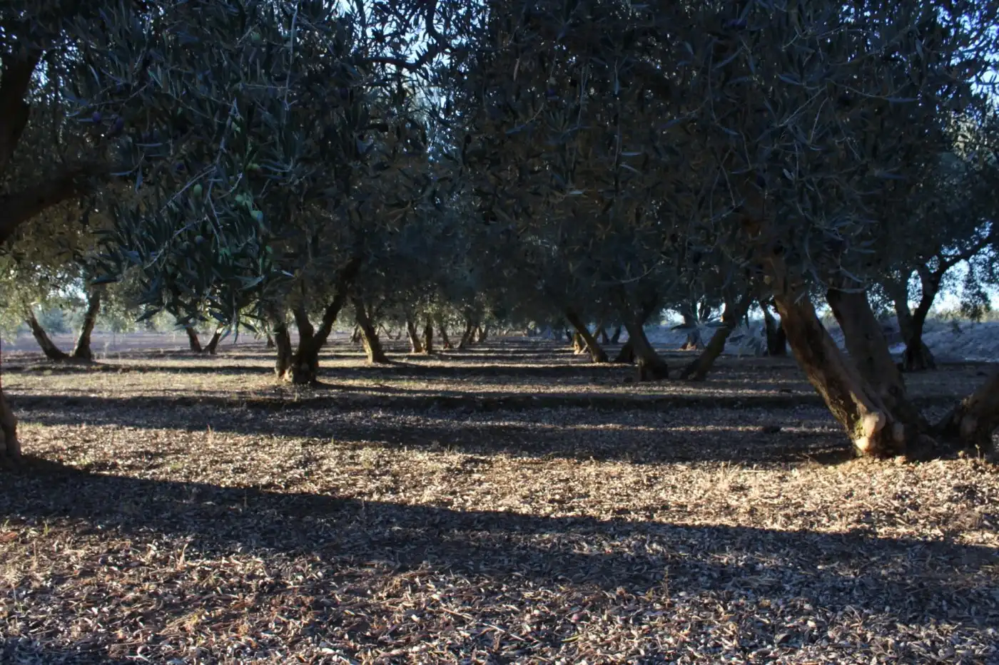 Country homes for sale in Villa de Otura, Granada