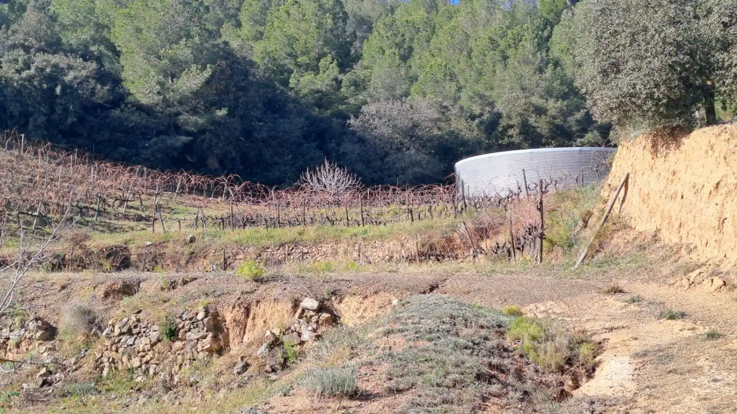 Finca rústica en venda en Castellvell del Camp