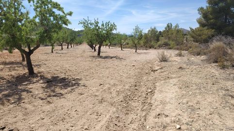 PARCELA CON ALMENDROS EN MONOVAR, imatge 2