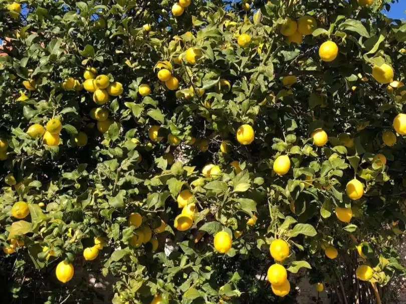 Garden of Houses for sale in Pratdip, Tarragona