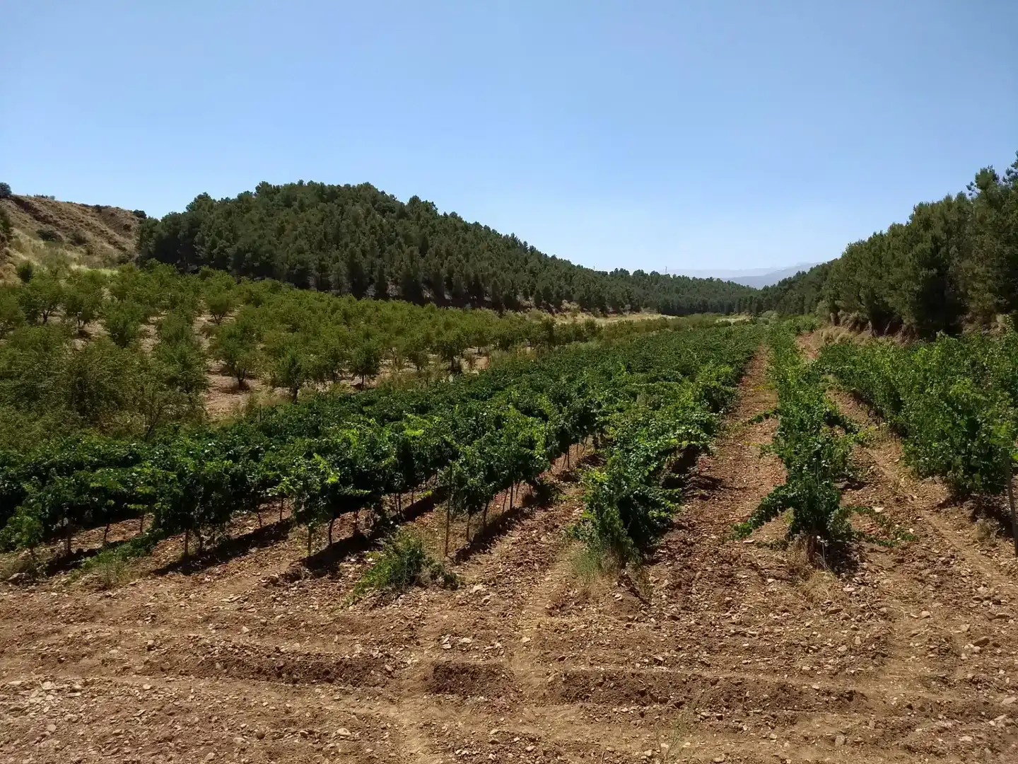 Terreno en venta en Cortes y Graena