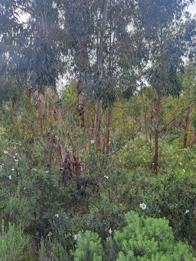 Terreno en venta en Herrera de Alcántara