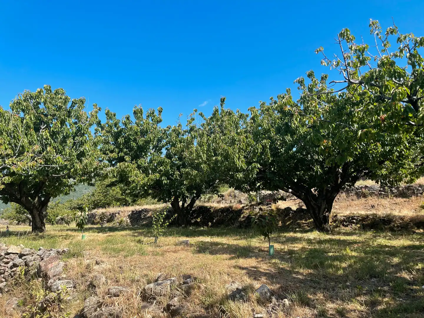 Terreni e lotti in vendita a Garganta la Olla, imagen 3