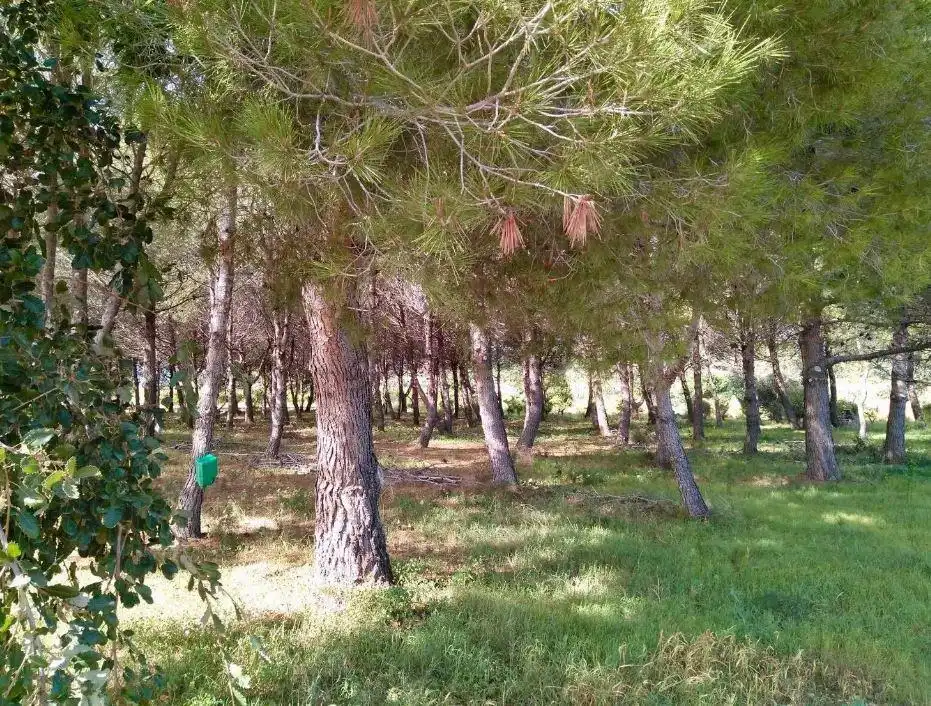 Terreny rústic en venda a Beniarbeig