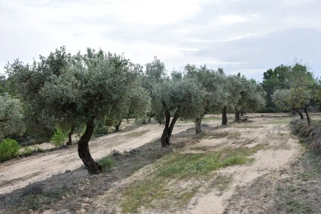 Terreno en venta en Horta de Sant Joan