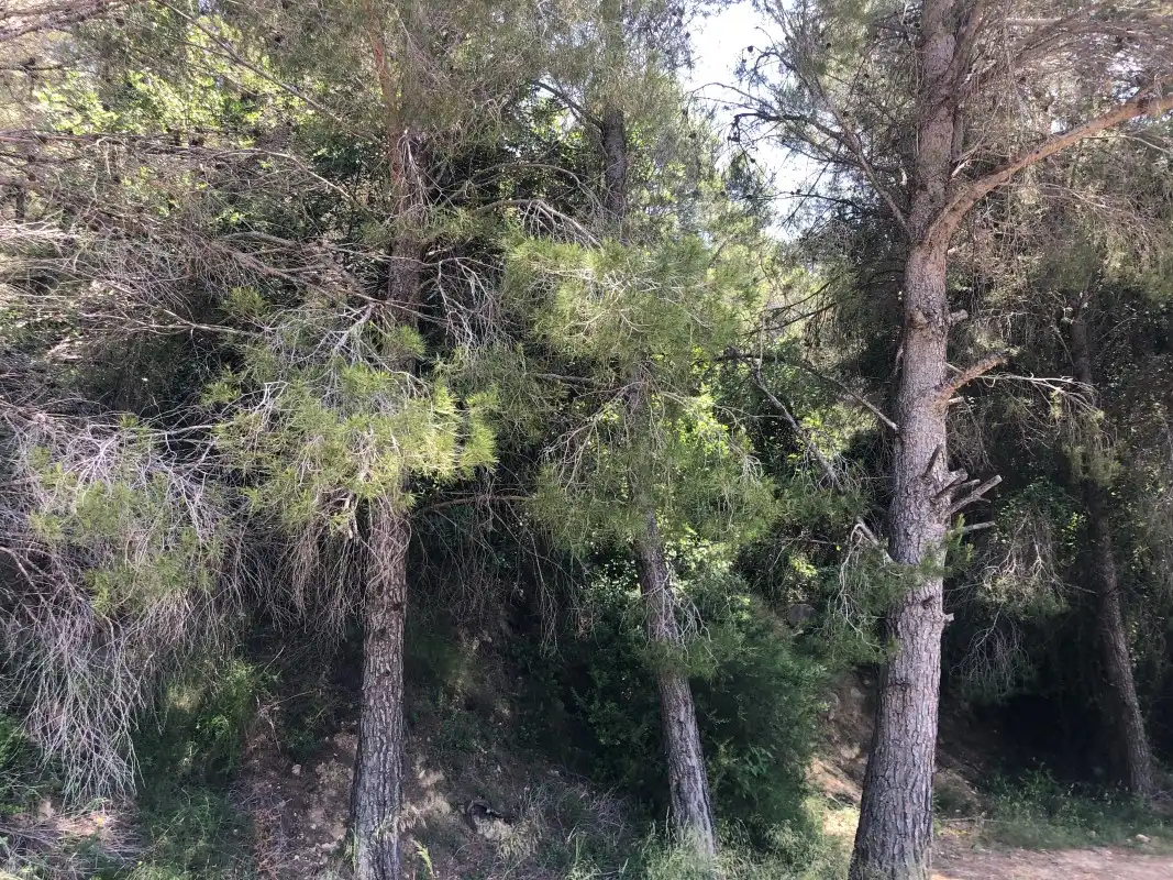 Terreno rústico en venta en Ador