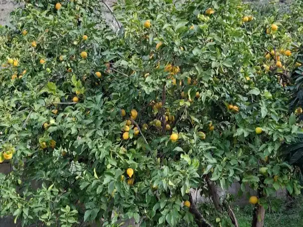 Jardín de Terreno en venta en El Pinar