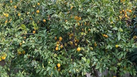 Photo 4 of Land for sale in Calle Real, 1, El Pinar, Granada