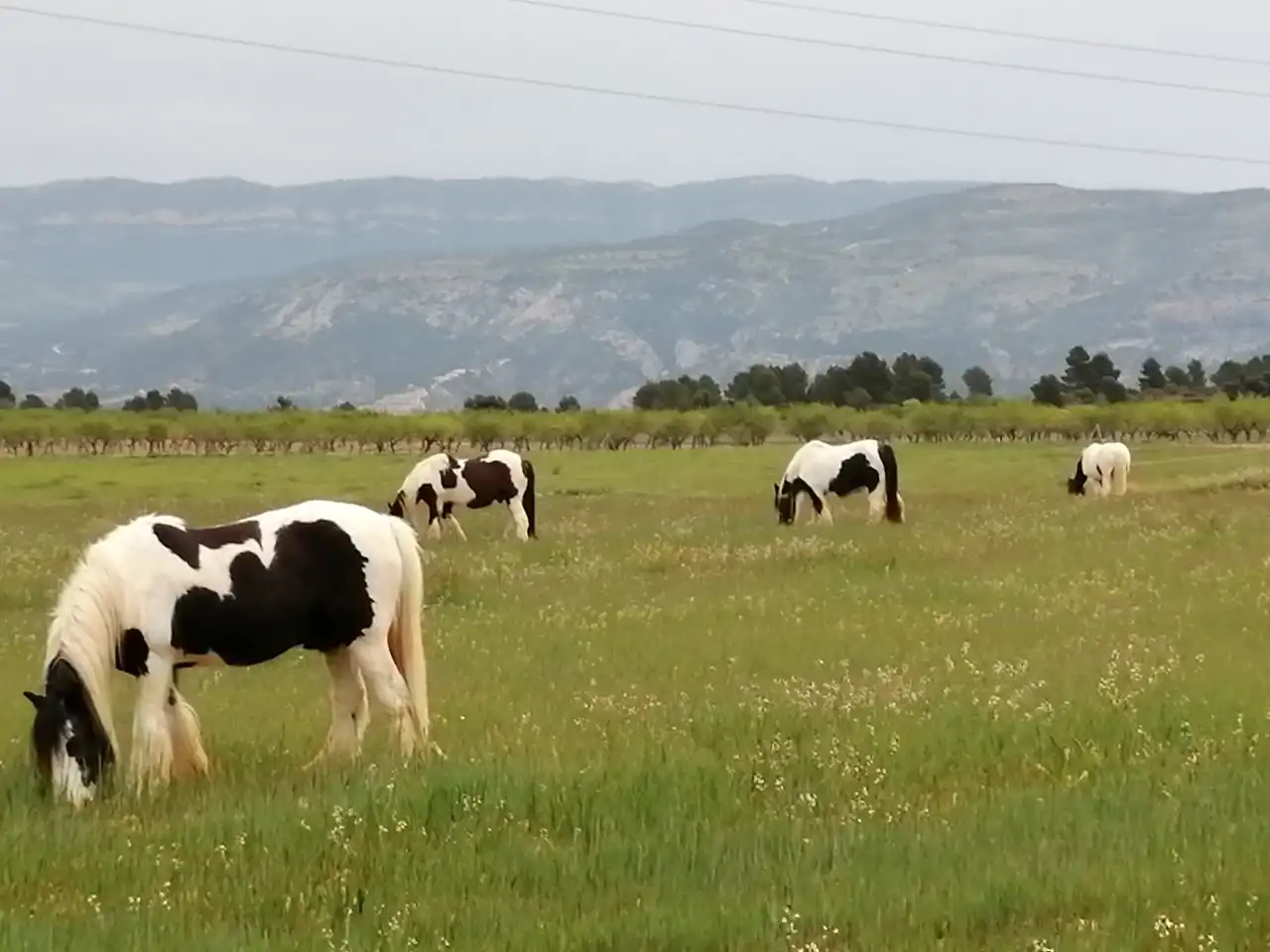 Vista exterior de Finca rústica en venta en Jarafuel con Calefacción, Jardín privado y Amueblado