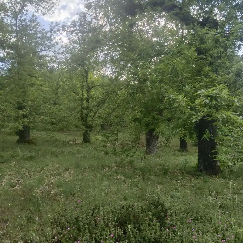 Finca rústica en venta en Aracena