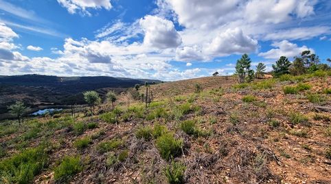 Finca de alcornoques en Higuera de la Sierra, imatge 5