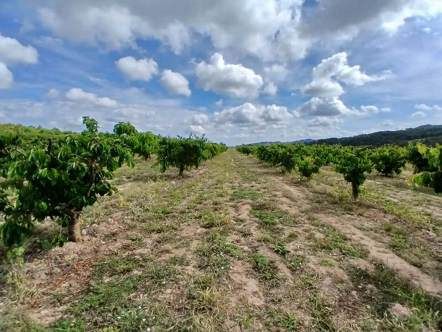 Rural land for sale in Corbera d'Ebre, imagen 12