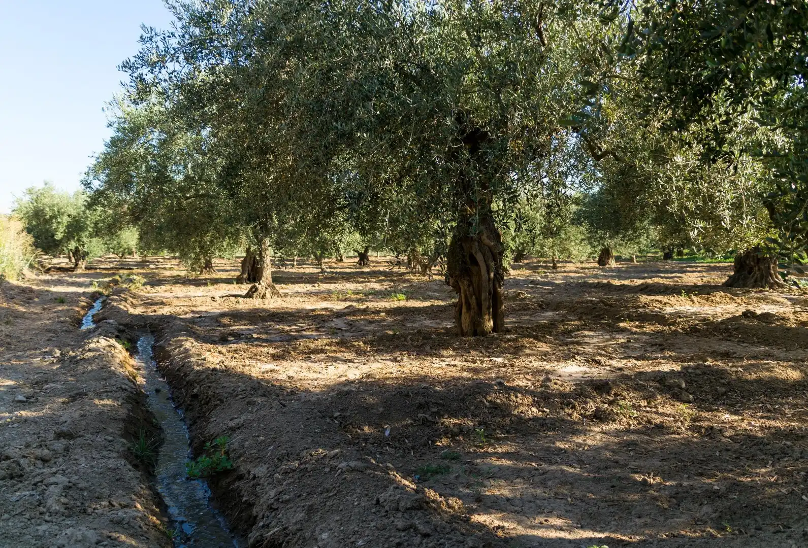 Terreno rustico in vendita a Urbanizacion PAGO VIÑA DEL REY, imagen 11