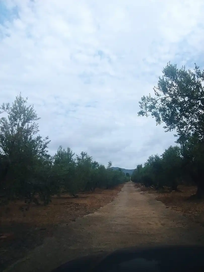 Terreny rústic en venda a Montbrió del Camp, imagen 8