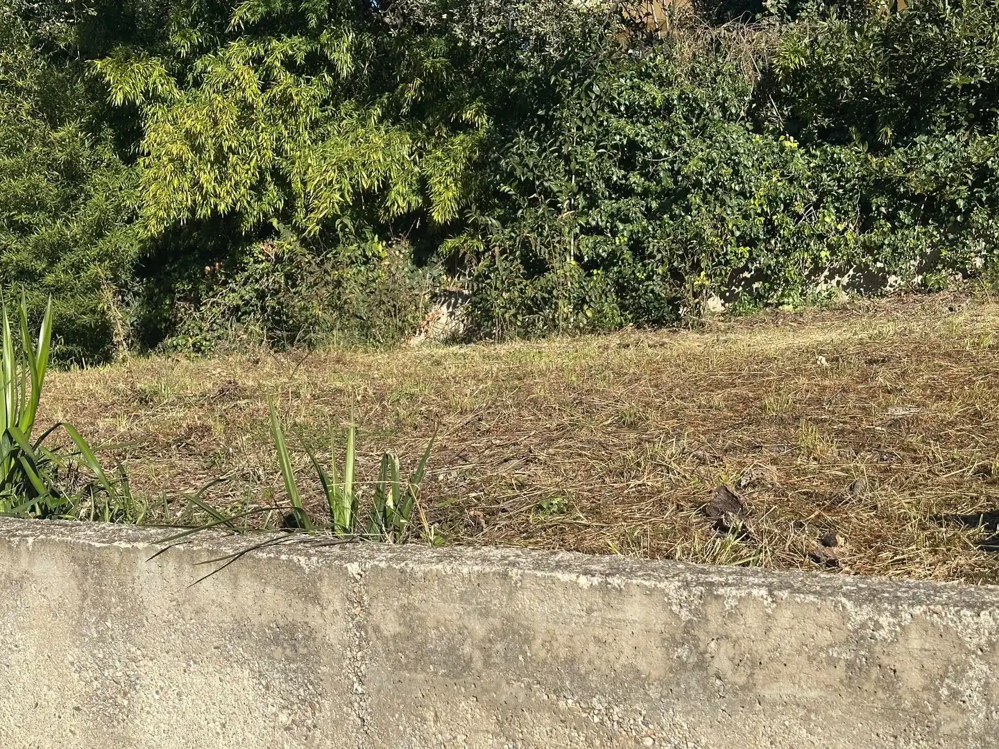 Casa o chalet en venta en Riells i Viabrea