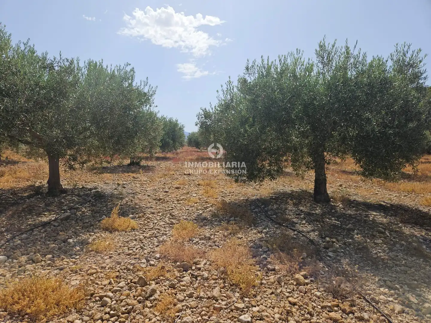 Casa o chalet en venta en Aspe