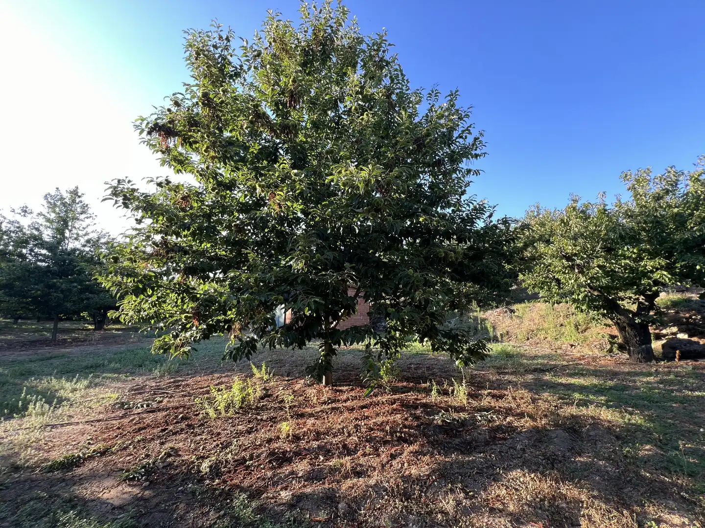 Terreni e lotti in vendita a Garganta la Olla, imagen 26