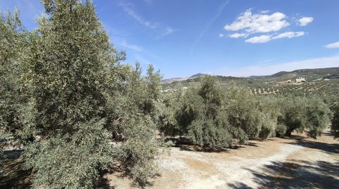 OLIVAR ENTRE CABRA Y GAENA, immagine 2