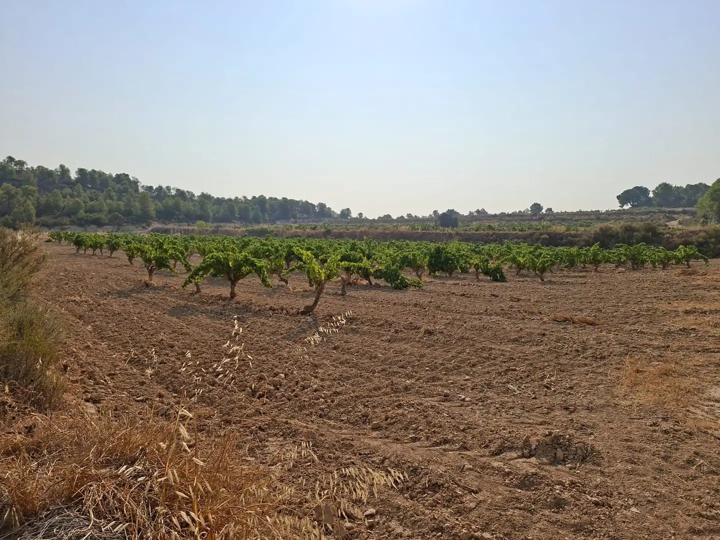 Terreno en venta en Nonaspe