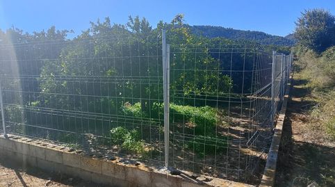 Terreno rústico con naranjos y camino privado  zona sur de Oliva, imatge 4
