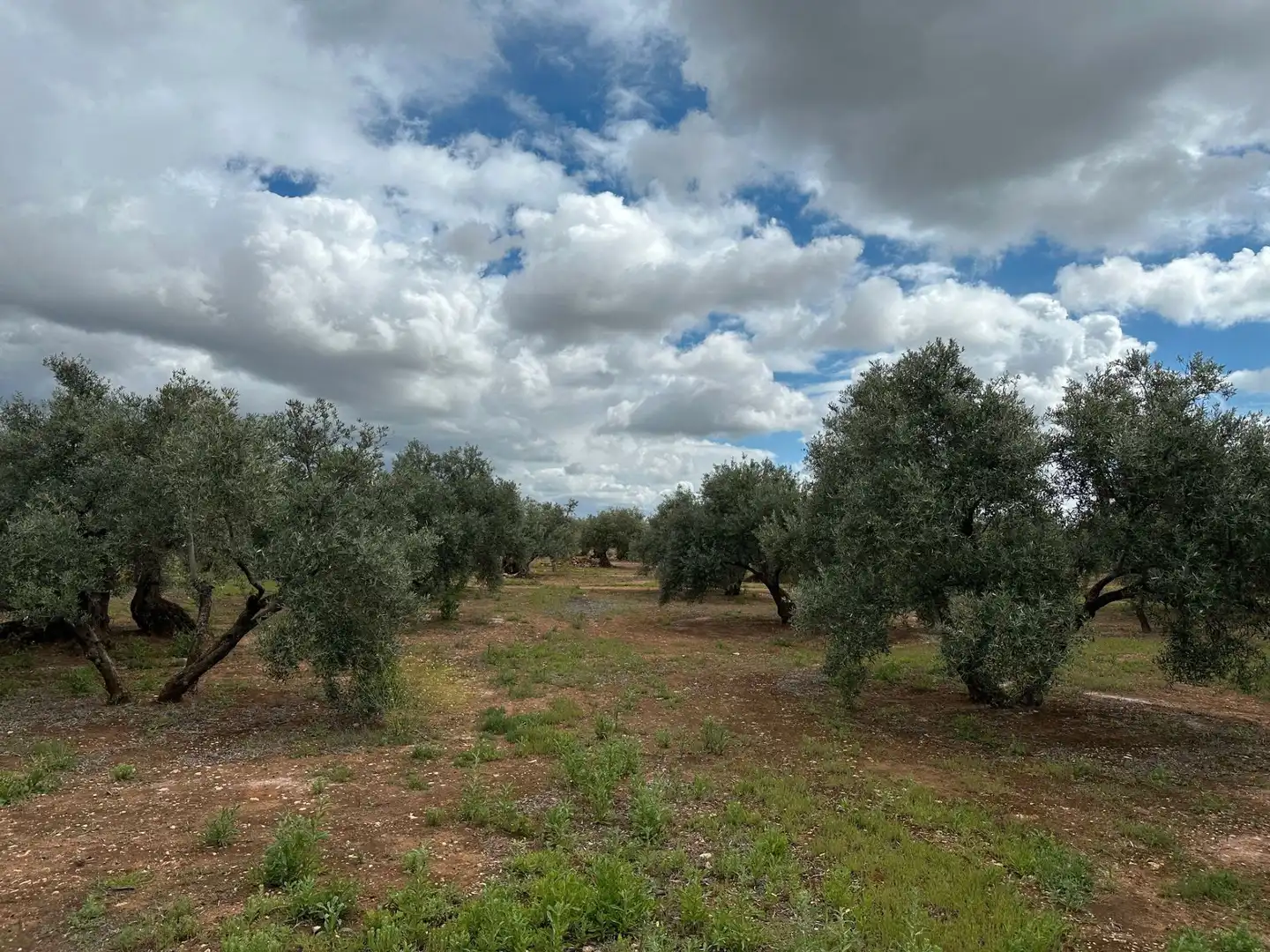 Terreni e lotti in vendita a Torreblascopedro