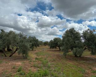 Grundstücke zum verkauf in Torreblascopedro