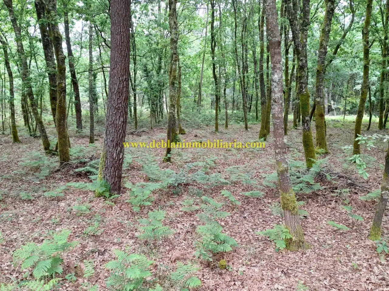 Terreno rústico en venta en Tui, imagen 3