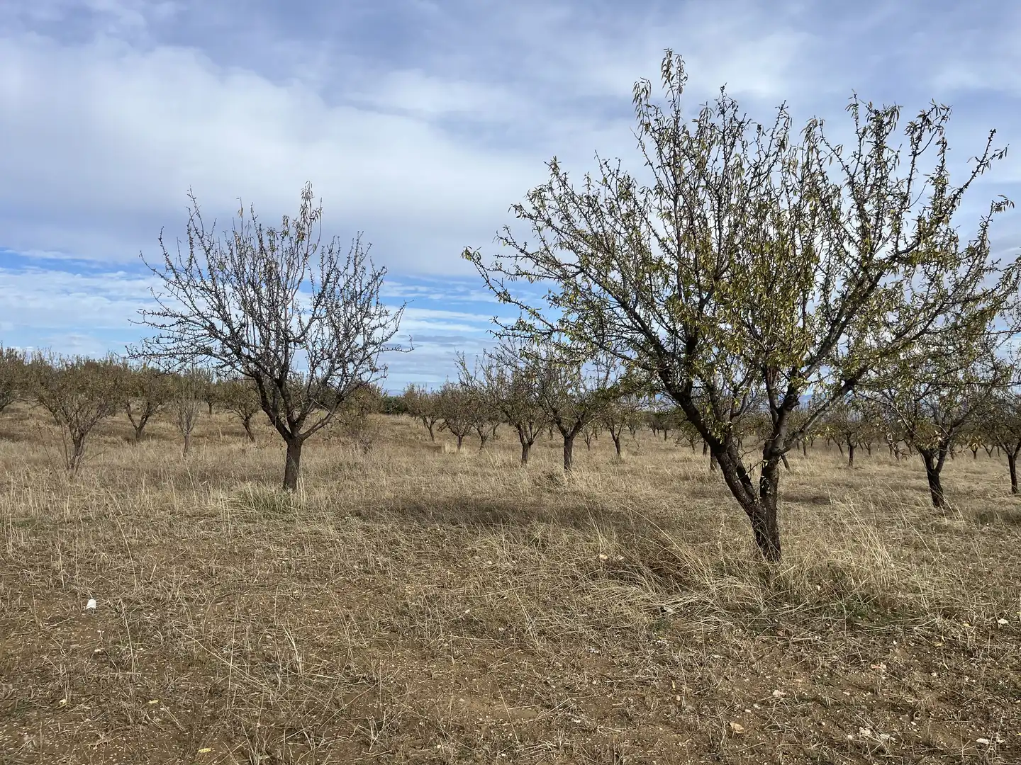 Rustikales Grundstück zum Verkauf in Avenida de Andalucía, imagen 14