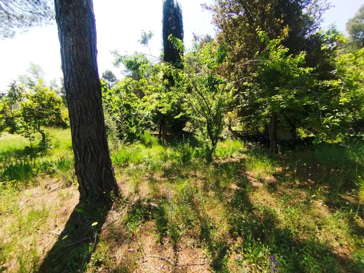 Residential land for sale in Calle COVA SIMANYA, imagen 7