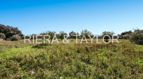 Foto 4 de Finca rústica en venda a Santa Margalida Poble, Santa Margalida