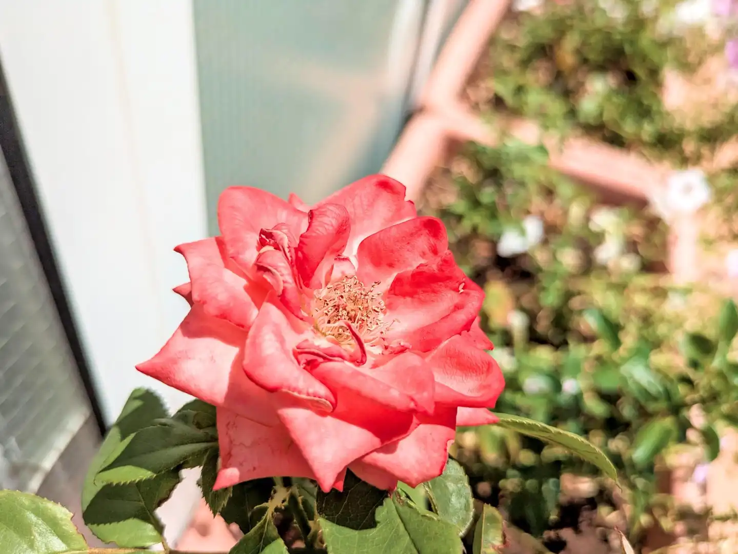 Jardí de Pis en venda en Amposta