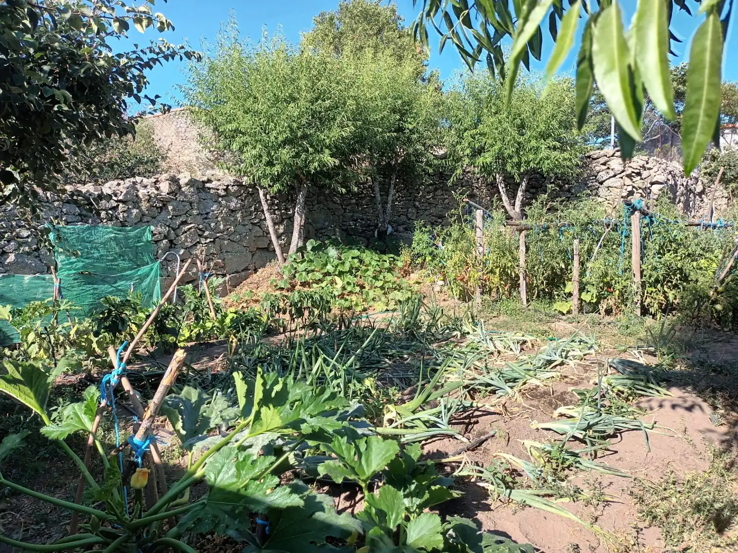 Terrenos y solares en venta en Ledesma