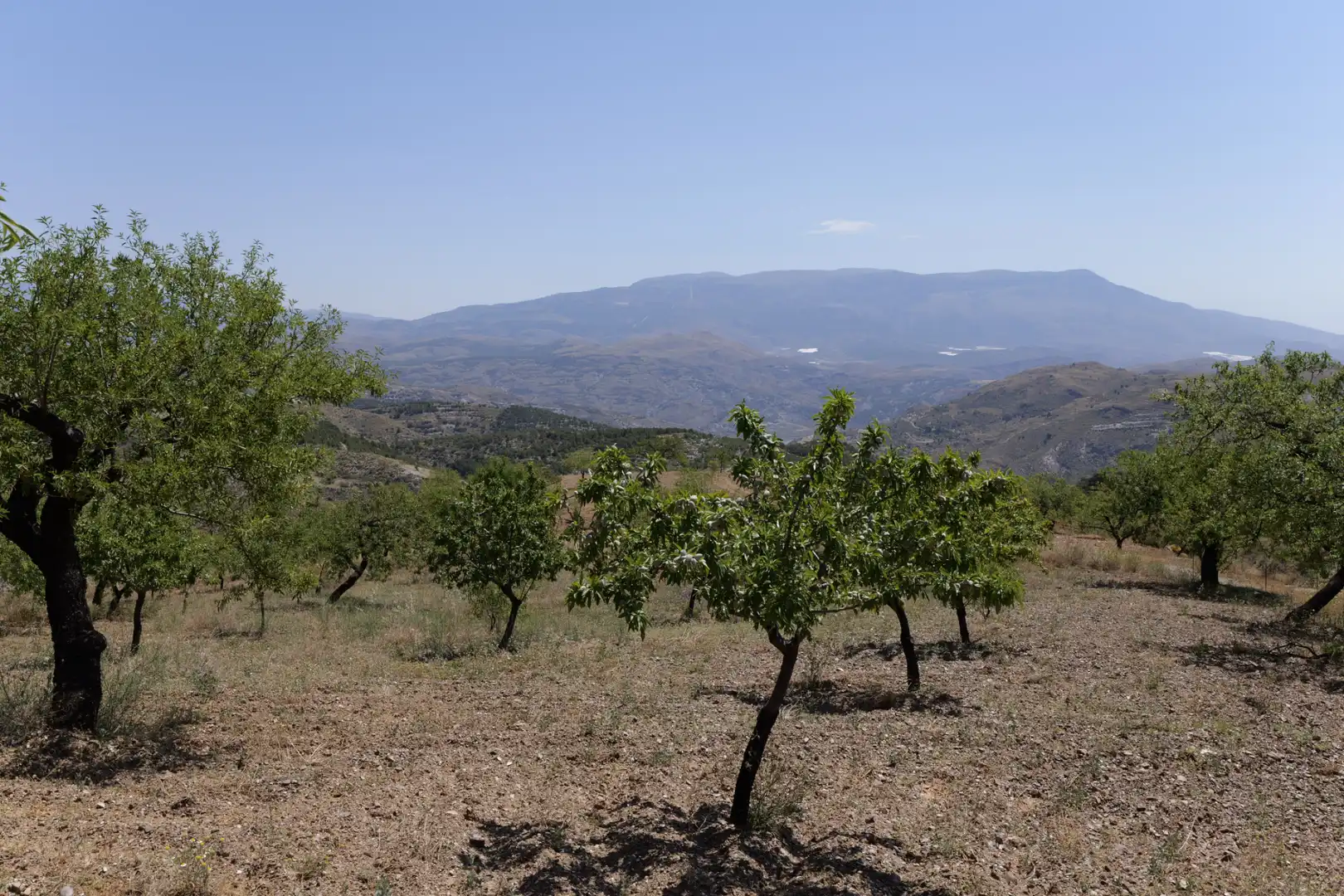 Land for sale in Murtas