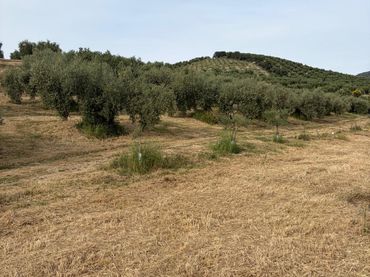 Terreno rustico in vendita a Priego de Córdoba