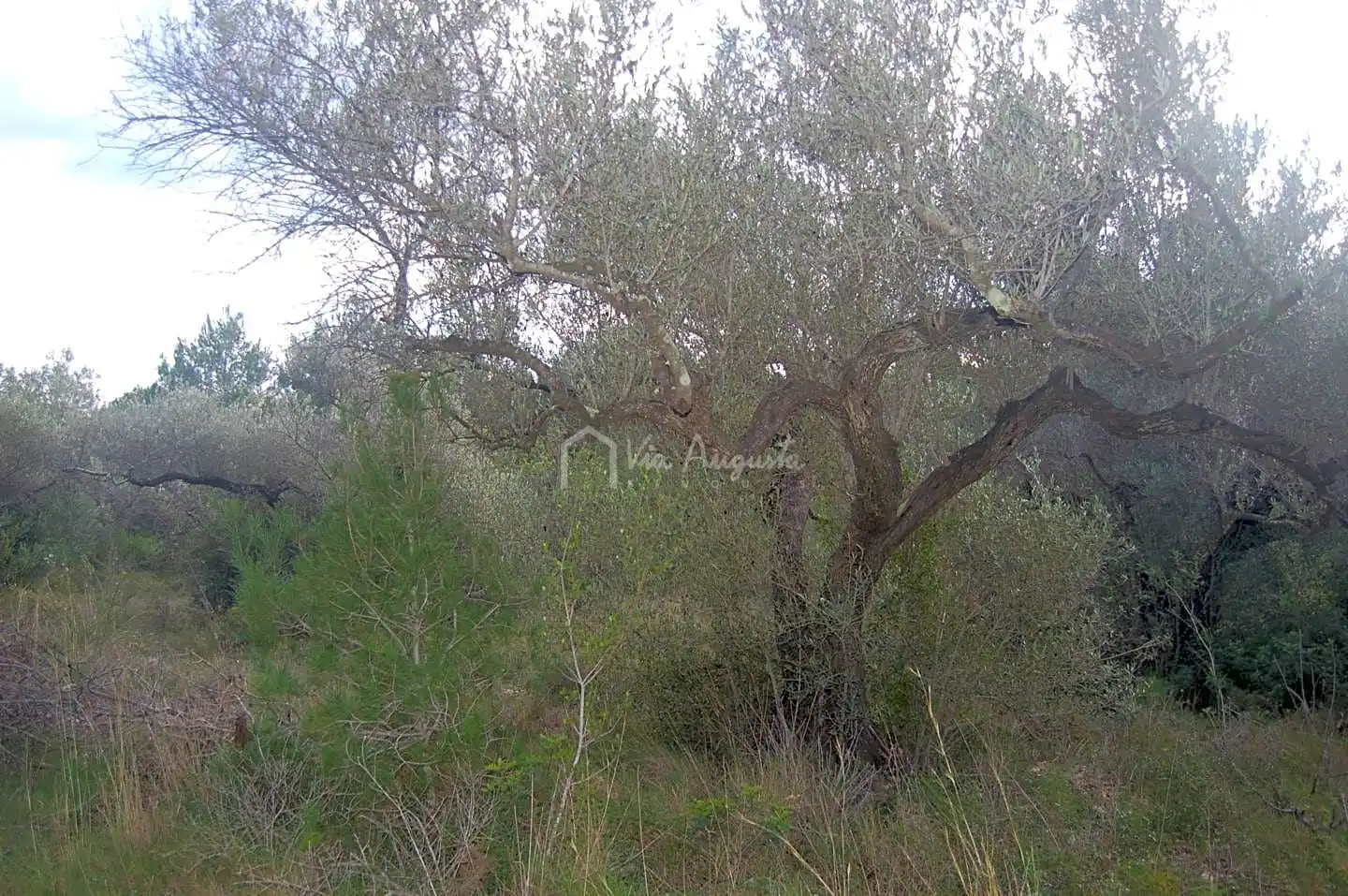 Terreno rústico en venta en Les Vinyasses, imagen 5